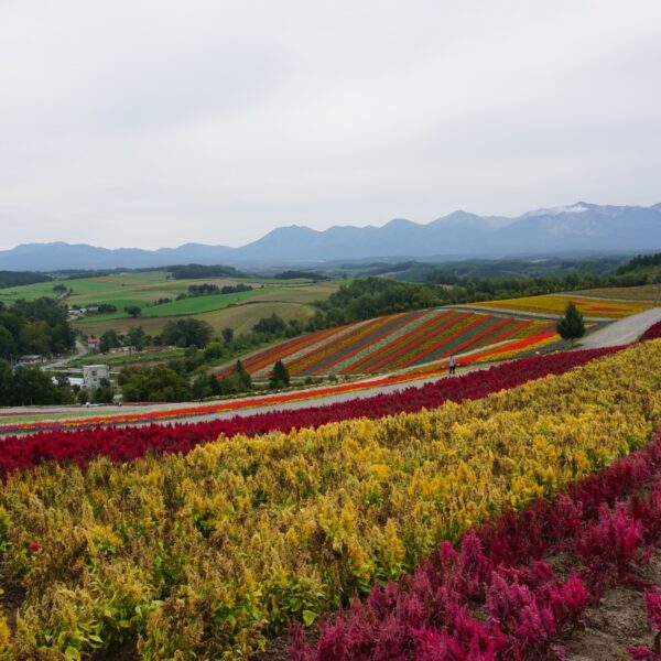 Bild, das eine epische Landschaft mit bunten Blumenfeldern und eine Bergkette im Hintergrund zeigt