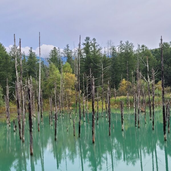 Bild, das einen fast künstlich blauen See zeigt, aus dem eine Vielzahl kahler Bäume heraus ragen